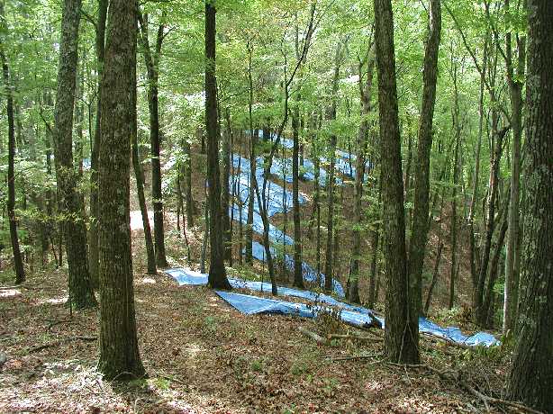 Tarps deployed to catch labeled leaf litter