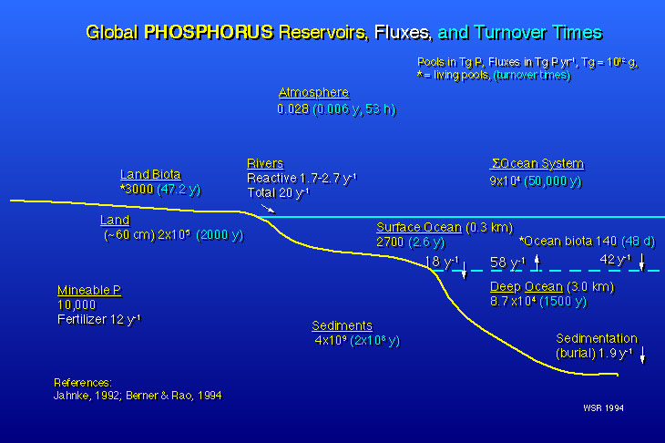Figure 4 Phosphorus